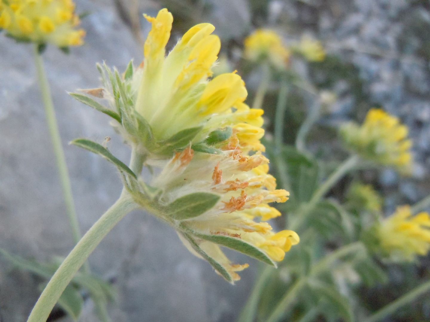 Anthyllis vulneraria / Vulneraria comune